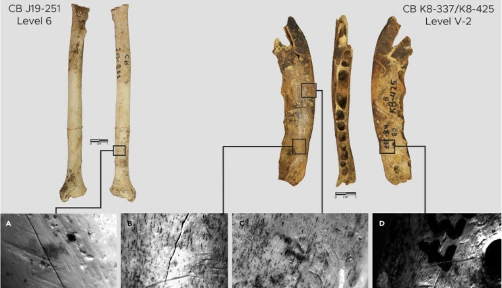 Huesos de zorro despellejado en la cueva Contrebandiers. Huesos de zorro despellejado en la cueva Contrebandiers.