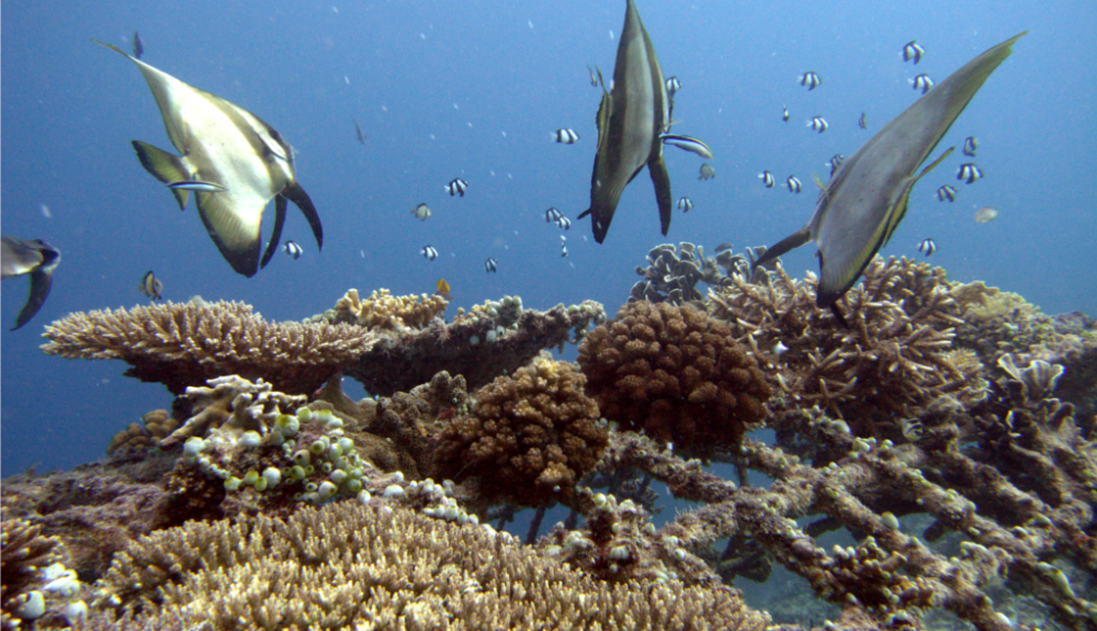 La Global Coral Reef Alliance ya ha comenzado a utilizar Biorock para la reparación de arrecifes. La Global Coral Reef Alliance ya ha comenzado a utilizar Biorock para la reparación de arrecifes.