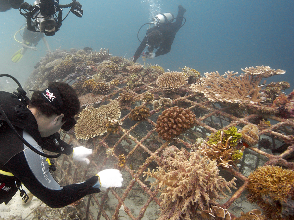 Los arrecifes de coral híbridos tienen un gran atractivo tanto para el sector comercial como para el militar. Foto: Biorock.