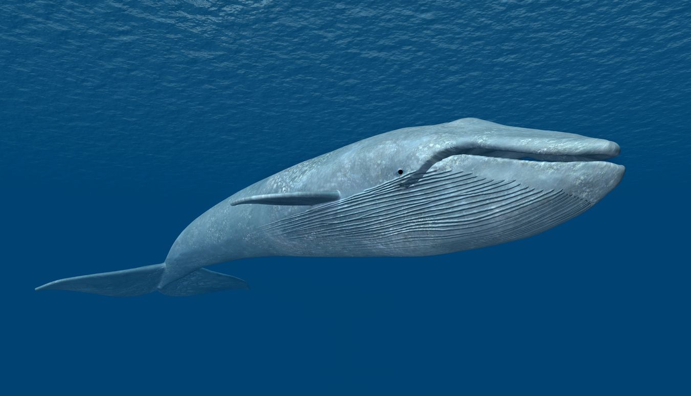 La ballena azul es el animal más grande del planeta.