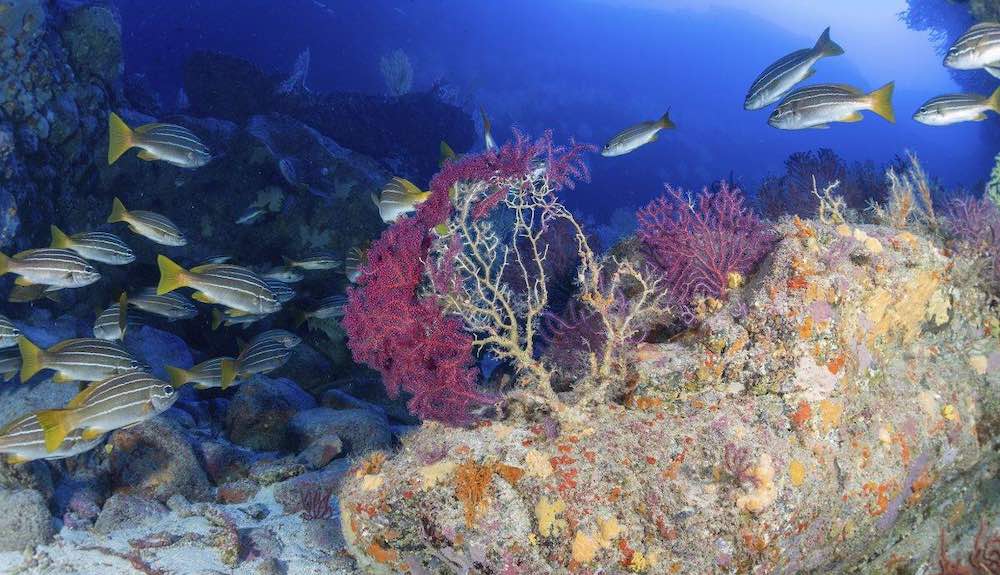 Los peces con una alta capacidad de movimiento habrán huido de la zona, pero las comunidades bentónicas habrán quedado sepultadas bajo la lava del volcán Cumbre Vieja. / Gobierno de Canarias 