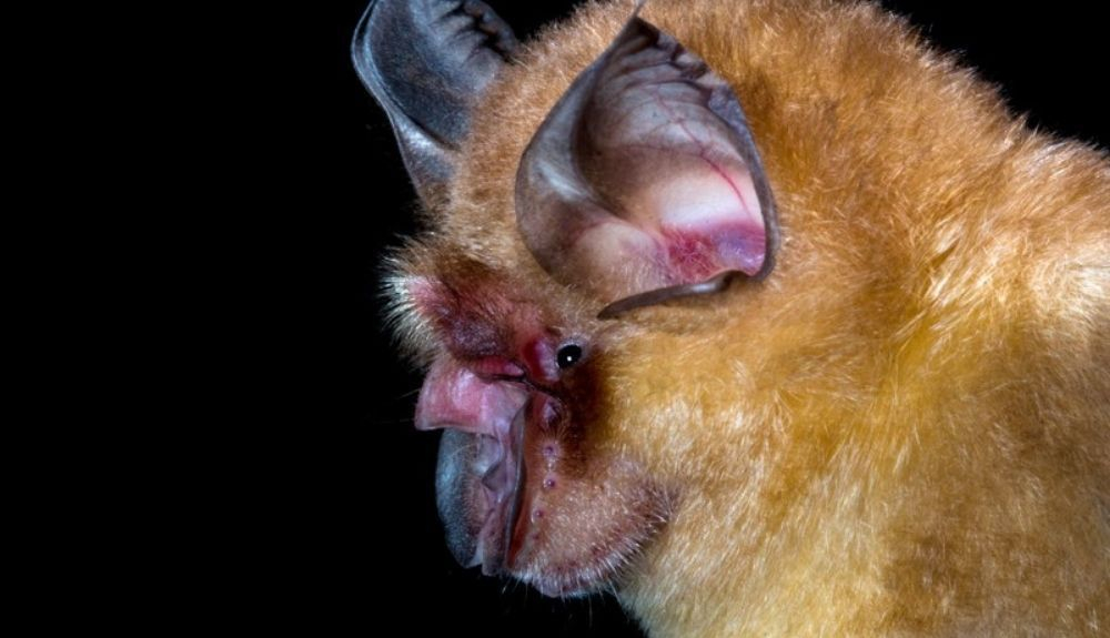 Se ha encontrado un coronavirus relacionado con el SARS CoV 2 en los murciélagos de herradura de Shamel capturados en Camboya en 2010 Se ha encontrado un coronavirus relacionado con el SARS CoV 2 en los murciélagos de herradura de Shamel capturados en Camboya en 2010