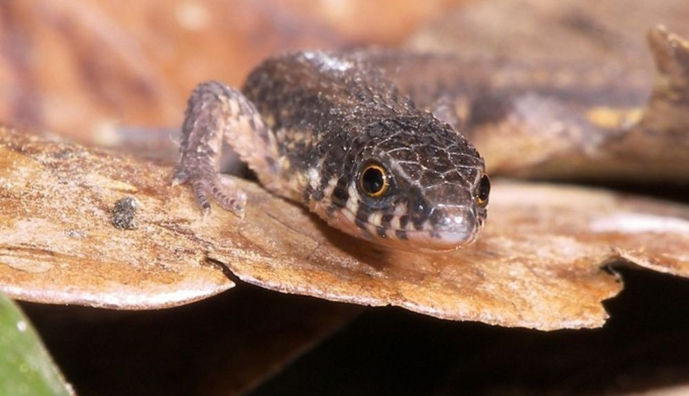 Un ejempla de Gymnophtalmida, familia a la que pertenece el nuevo lagarto. Un ejempla de Gymnophtalmida, familia a la que pertenece el nuevo lagarto.