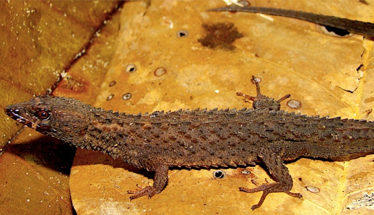 El nuevo lagarto descubierto se llama Kataphraktosaurus. Foto: Science.