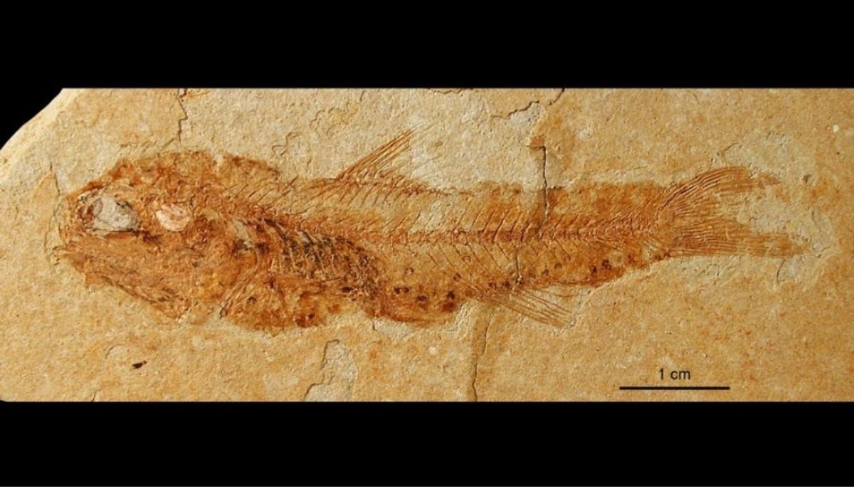 Un fósil de pez linterna, uno de los vertebrados de más éxito del planeta.