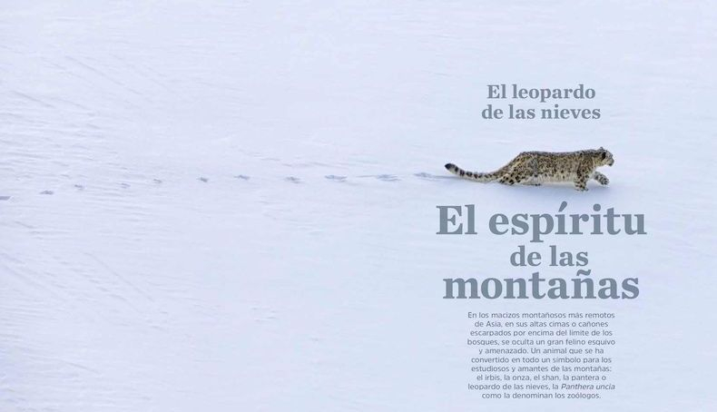 doble leopardo