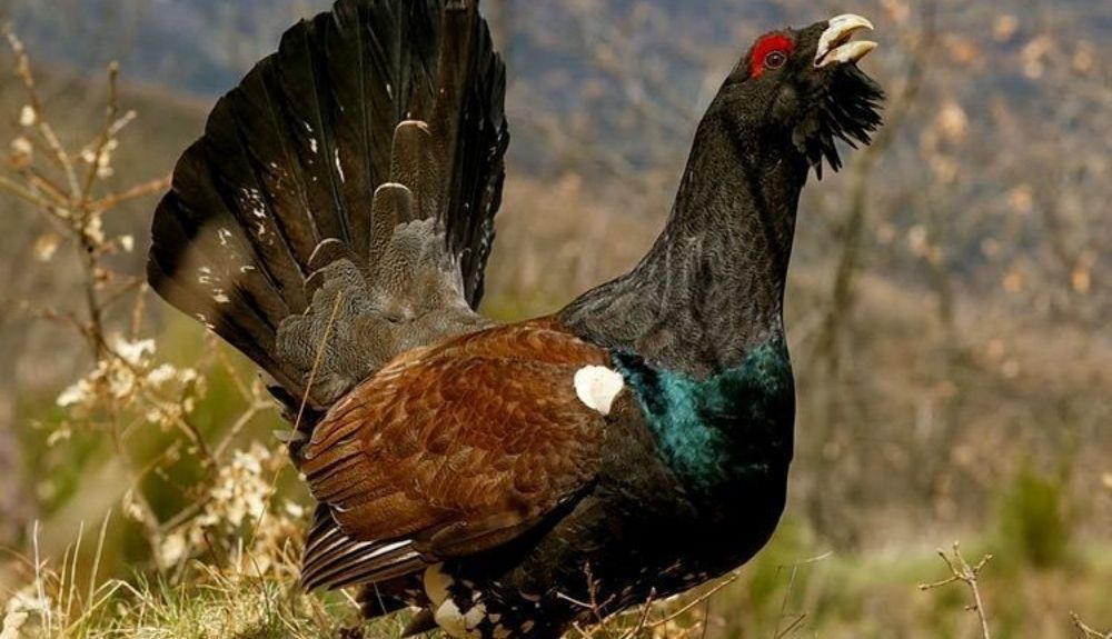 El urugallo está en grave peligro en España. El urugallo está en grave peligro en España.