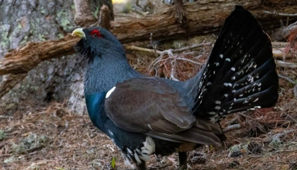 Sólo en la época de celo el urogallo llama a las hembras a su dominio. Sólo en la época de celo el urogallo llama a las hembras a su dominio.