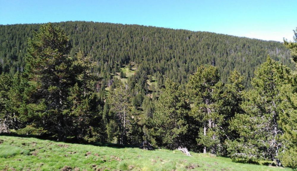 Hábitat del urogallo común en el Pirineo de Huesca con bosques de pino negro. sinc. Hábitat del urogallo común en el Pirineo de Huesca con bosques de pino negro. sinc.