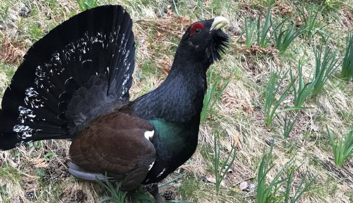 Ejemplar macho de urogallo común en un cantadero del Pirineo de Huesca. Foto: Sinc.