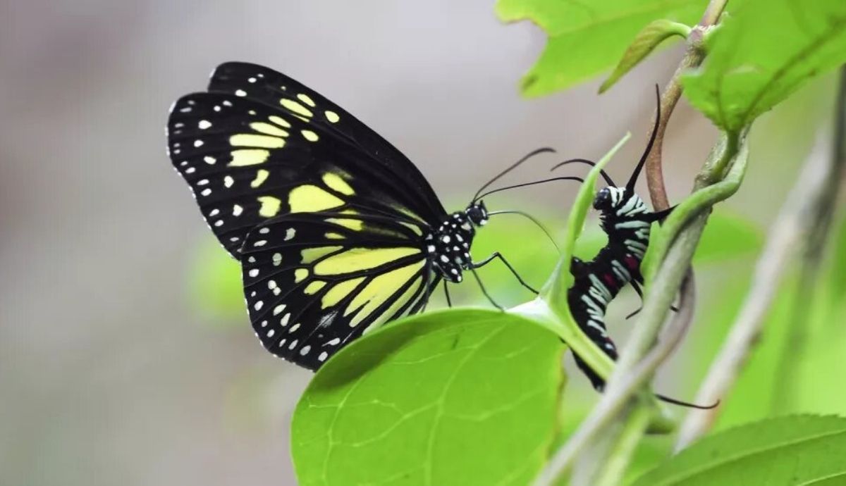 El raro insecto Parantica cleona, una mariposa de Indonesia, contempla su próxima comida. Foto: Livescience.