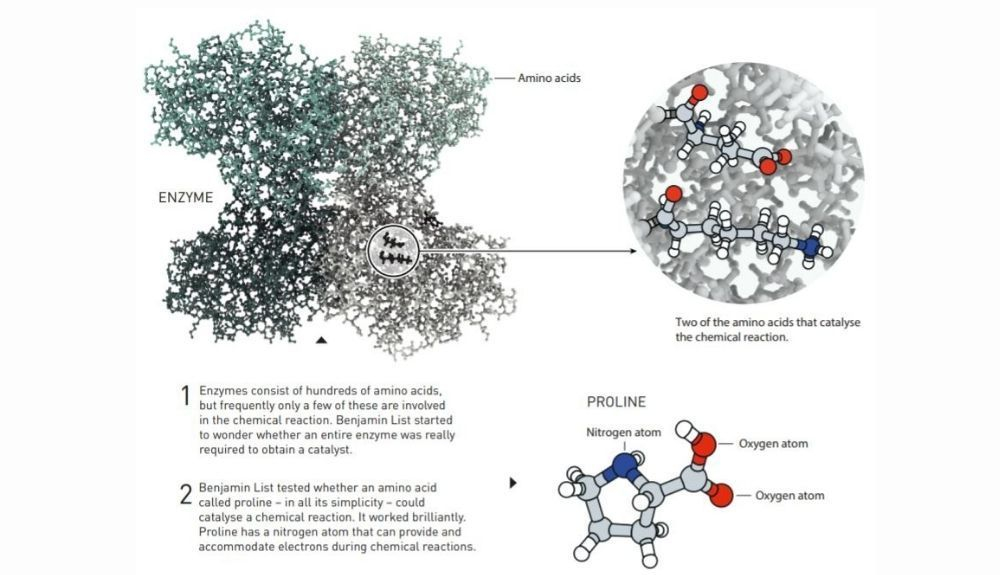 Benjamin List se preguntaba si una enzima entera era realmente  necesaria para obtener un catalizador.