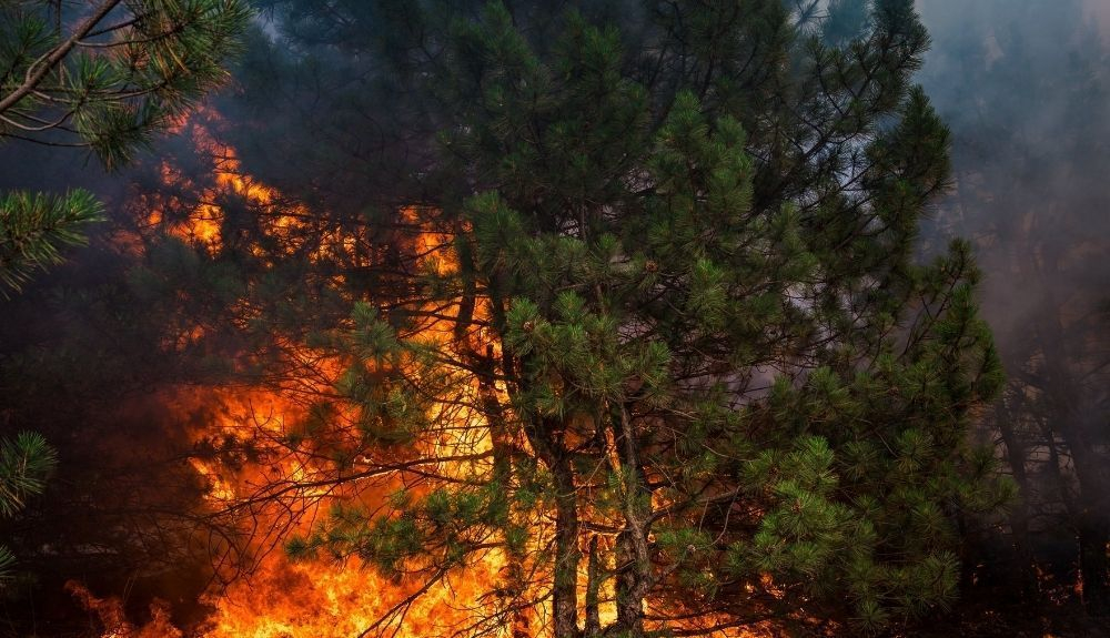 Numerosos desplazamientos están teniendo lugar en regiones como California debido a los incendios forestales. Numerosos desplazamientos están teniendo lugar en regiones como California debido a los incendios forestales.