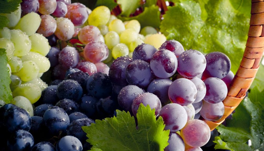 Las uvas están llenas de resveratrol, un compuesto que estimula la memoria. Las uvas están llenas de resveratrol, un compuesto que estimula la memoria.