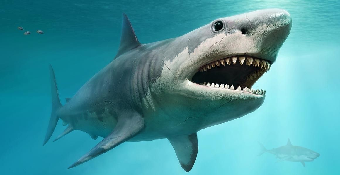 El megalodón fue el tiburón más grande que jamás haya existido.