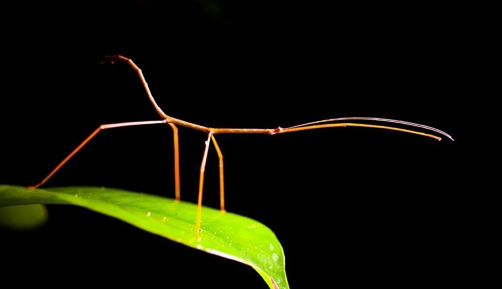 Animales, como el insecto palo, se hacen pasar por plantas. Animales, como el insecto palo, se hacen pasar por plantas.