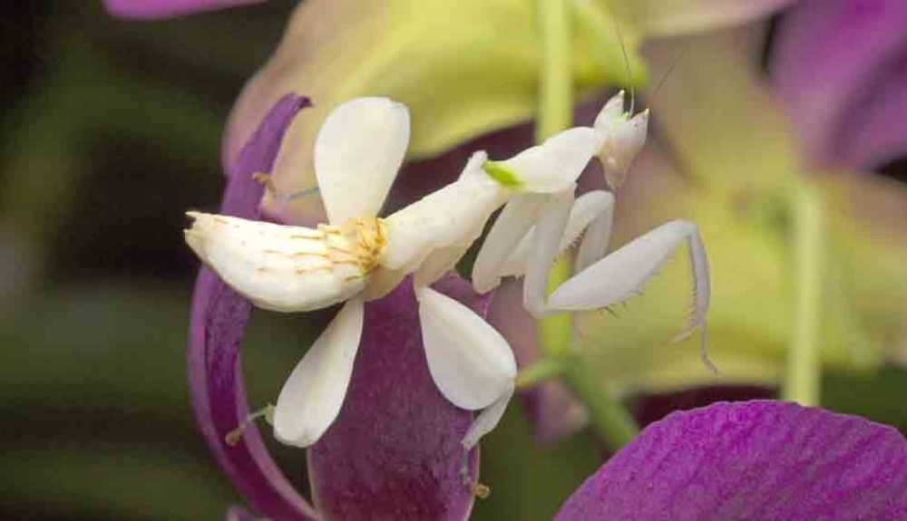 La mantis orquídea (Hymenopus coronatus) es originaria del sudeste asiático. La mantis orquídea (Hymenopus coronatus) es originaria del sudeste asiático.