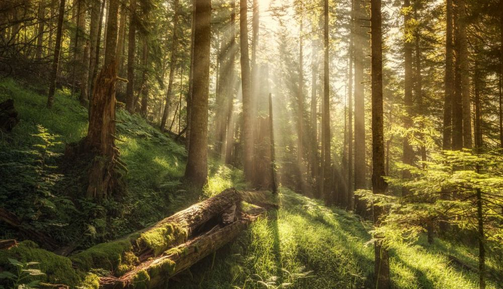 Árboles y plantas ayudan a frenar el cambio climático. Árboles y plantas ayudan a frenar el cambio climático.