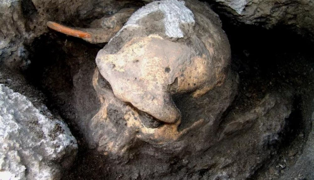 Cráneo encontrado en el yacimiento arqueológico de Dmanisi. Cráneo encontrado en el yacimiento arqueológico de Dmanisi.