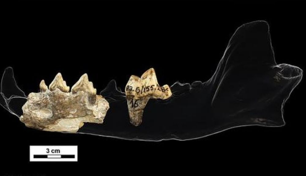 Los investigadores llegaron a la conclusión de que los restos pertenecen a la especie Canis (Xenocyon) lycaonoides, el 'perro de caza euroasiático', que se originó en el este de Asia. Los investigadores llegaron a la conclusión de que los restos pertenecen a la especie Canis (Xenocyon) lycaonoides, el 'perro de caza euroasiático', que se originó en el este de Asia.