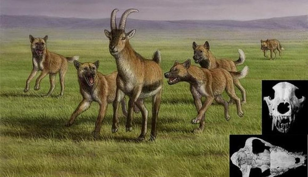 En la imagen, la impresión de un artista de una manada de perros de caza euroasiáticos persiguiendo presas. En la imagen, la impresión de un artista de una manada de perros de caza euroasiáticos persiguiendo presas.