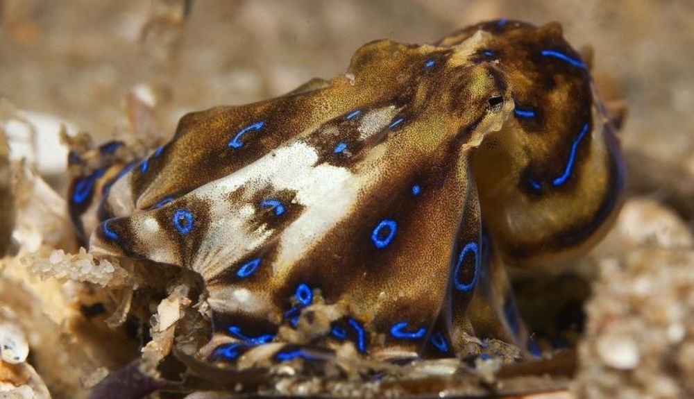 El pulpo rayado azul puede ser pequeño, pero también mortal El pulpo rayado azul puede ser pequeño, pero también mortal