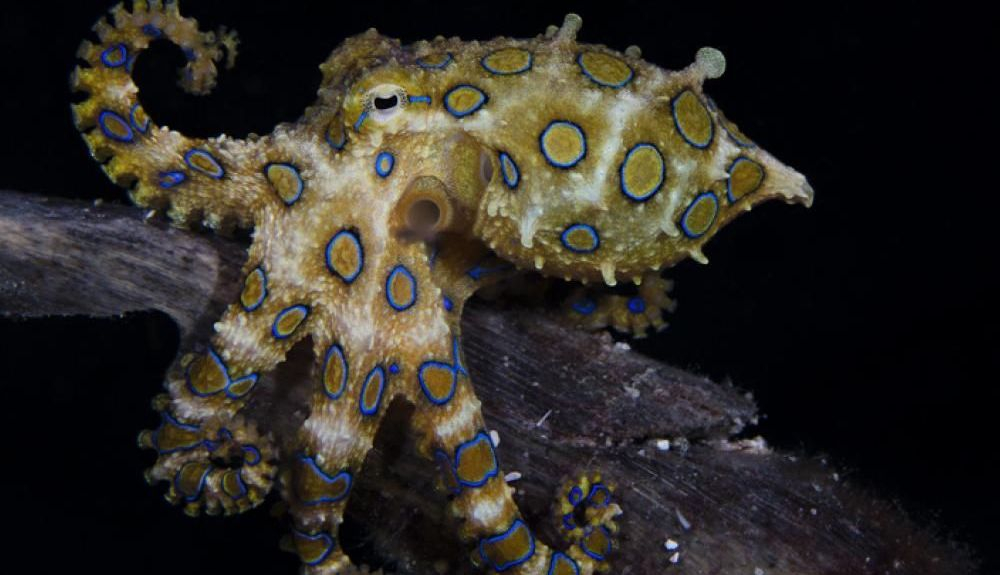 Un pulpo de anillos azules hallado cerca de la isla de Malapascua, Filipinas. Un pulpo de anillos azules hallado cerca de la isla de Malapascua, Filipinas.