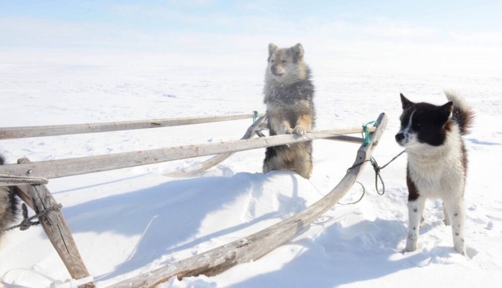 Los perros siberianos como estos estuvieron aislados de otras poblaciones caninas durante miles de años, hasta que sus dueños comenzaron a comerciar con el mundo exterior.