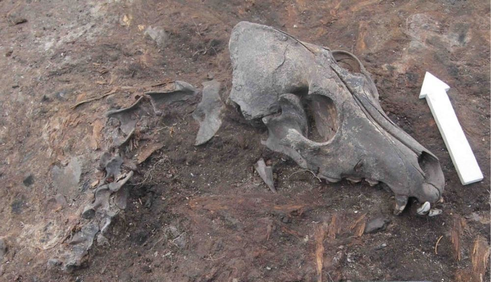 Los restos de un perro de 2.000 años de antigüedad de una excavación arqueológica en Ust' Polui en Rusia Los restos de un perro de 2.000 años de antigüedad de una excavación arqueológica en Ust' Polui en Rusia