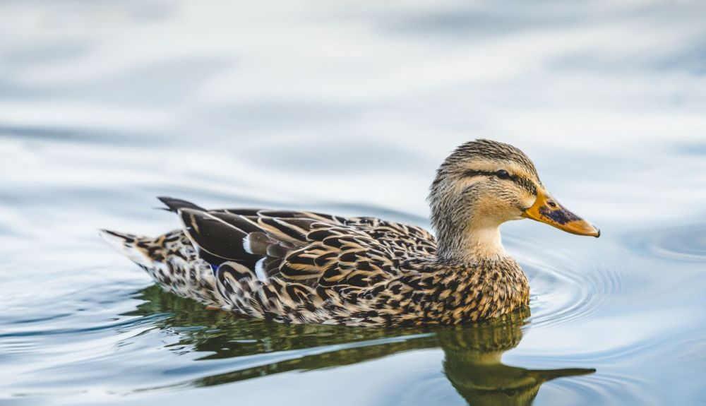 Los patos duermen con un ojo abierto. Los patos duermen con un ojo abierto.