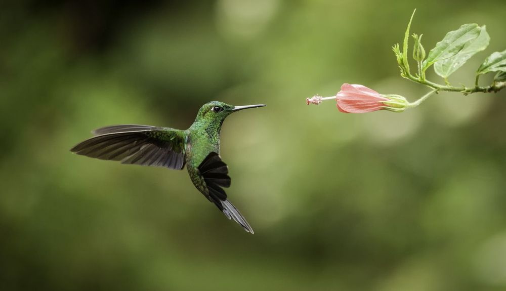 El colibrí promedio pesa alrededor de 4 gramos. El colibrí promedio pesa alrededor de 4 gramos.