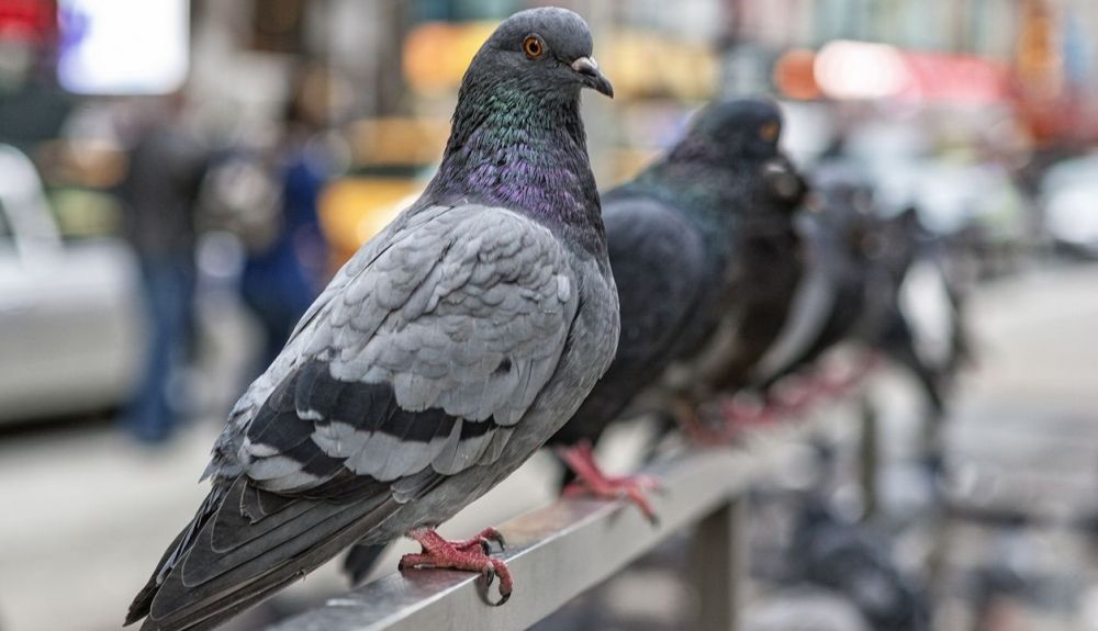 Se cree que las palomas fueron las primeras aves domesticadas. Se cree que las palomas fueron las primeras aves domesticadas.