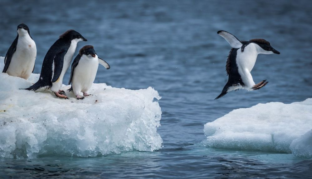 Los pingüinos usan su coloración como camuflaje. Los pingüinos usan su coloración como camuflaje.