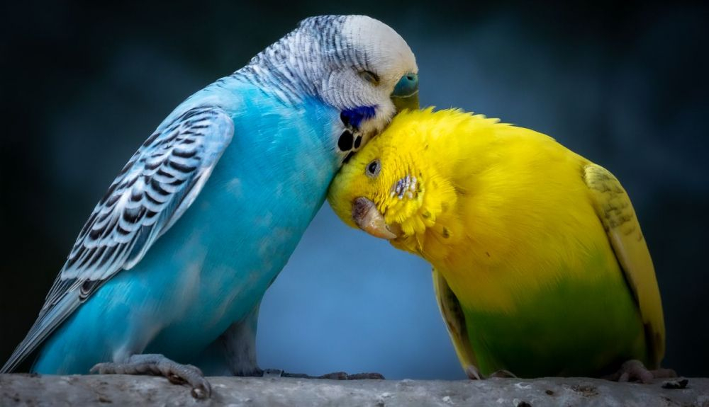 Los periquitos son las únicas especies de aves descubiertas hasta ahora que son susceptibles al bostezo contagioso Los periquitos son las únicas especies de aves descubiertas hasta ahora que son susceptibles al bostezo contagioso