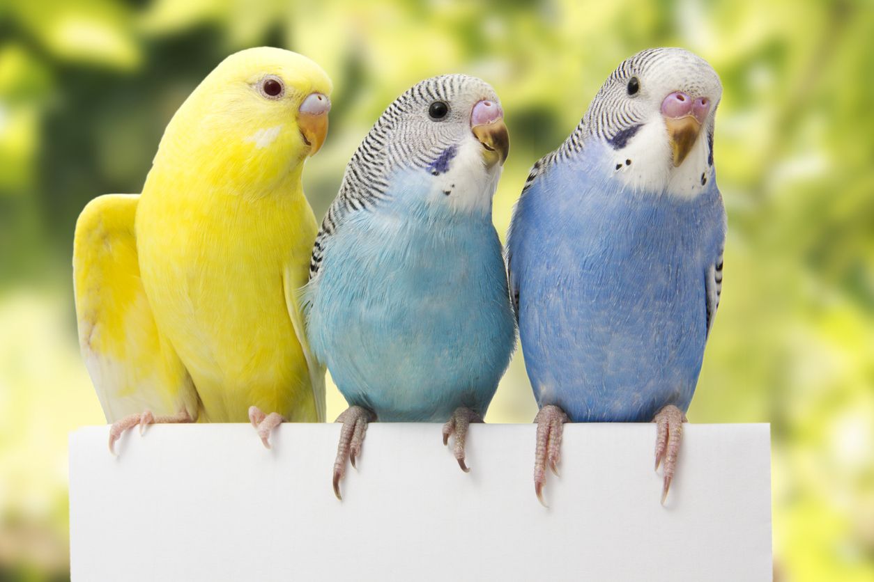 Entre las curiosidades de las aves, figura la capacidad de los periquitos para el bostezo contagioso.