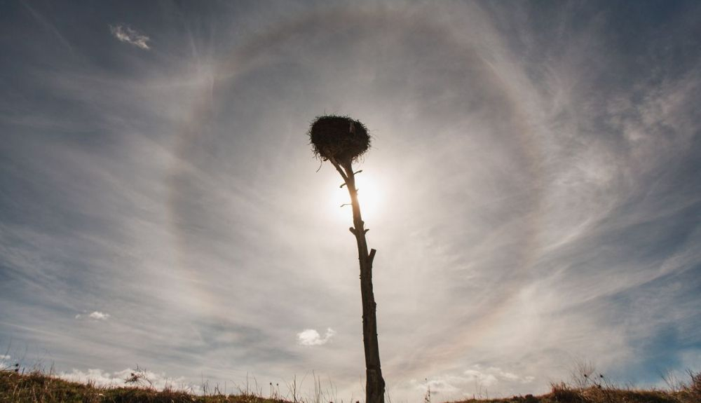 Halo solar y árbol seco con un nido de cigüeña cubriendo el Sol. Halo solar y árbol seco con un nido de cigüeña cubriendo el Sol.