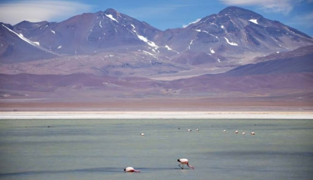 El Parque Nacional Nevado Tres Cruces es el hogar de los flamencos. El Parque Nacional Nevado Tres Cruces es el hogar de los flamencos.