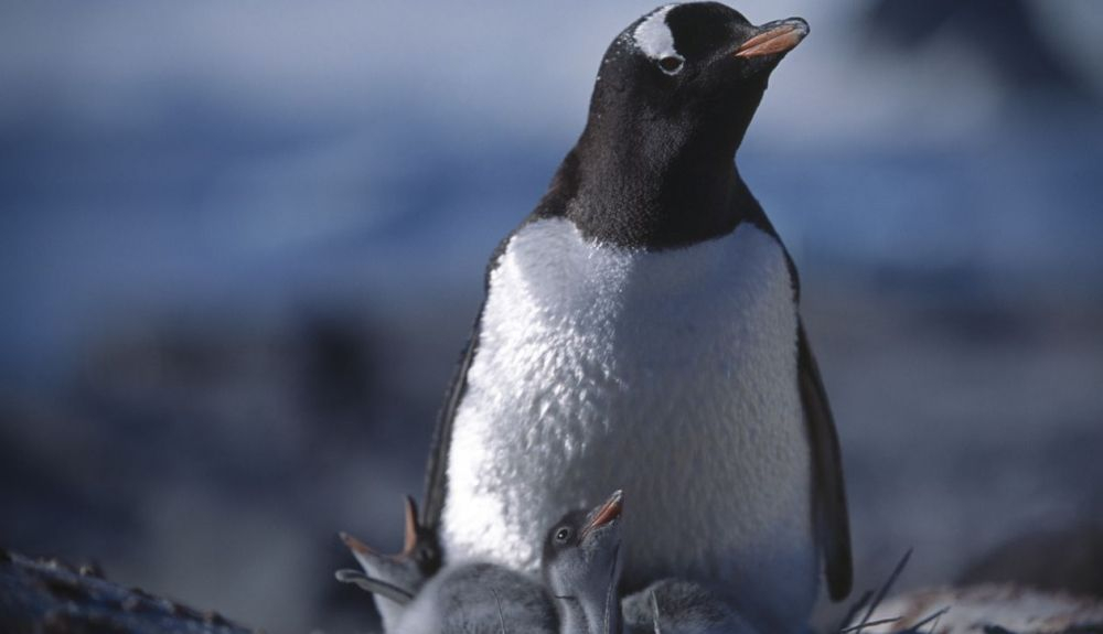 Polluelos de pingüino con su madre.