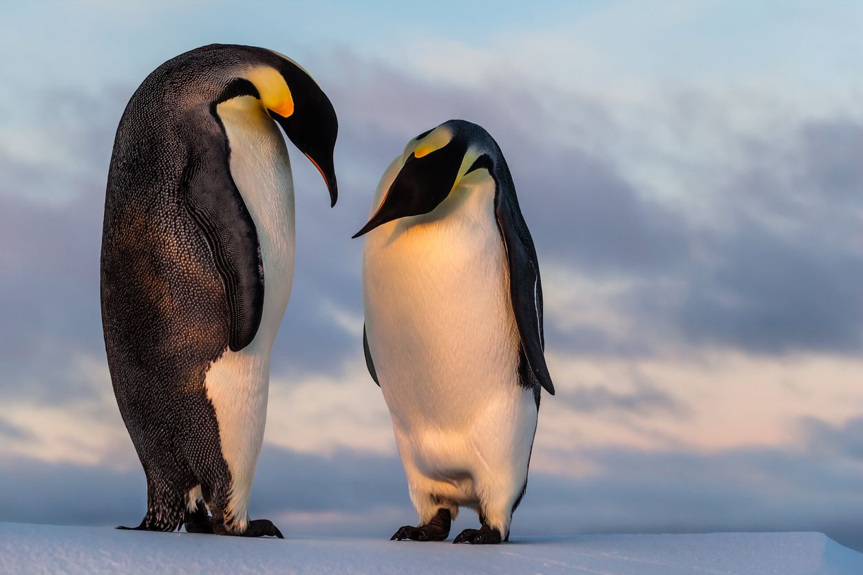 Respondemos a la pregunta qué comen los pingüinos, estos simpáticos y adorables animales.