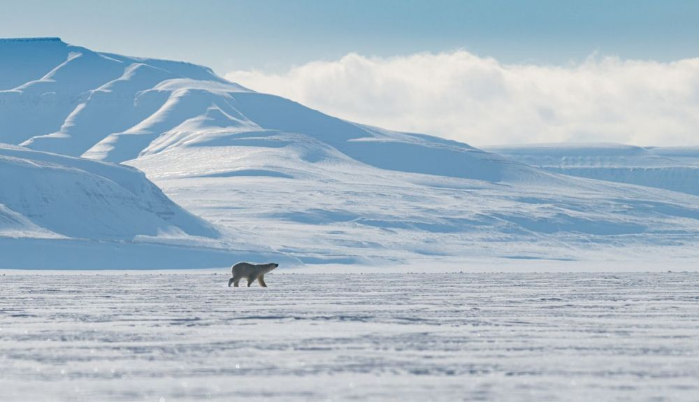 Un oso polar en el Polo Norte, donde las temperaturas no bajan de 0 grados. Un oso polar en el Polo Norte, donde las temperaturas no bajan de 0 grados.