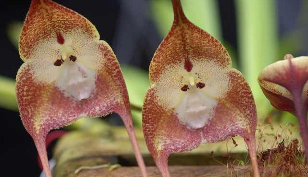 Las orquídeas cara de mono también destacan por sus grandes pétalos. Las orquídeas cara de mono también destacan por sus grandes pétalos.