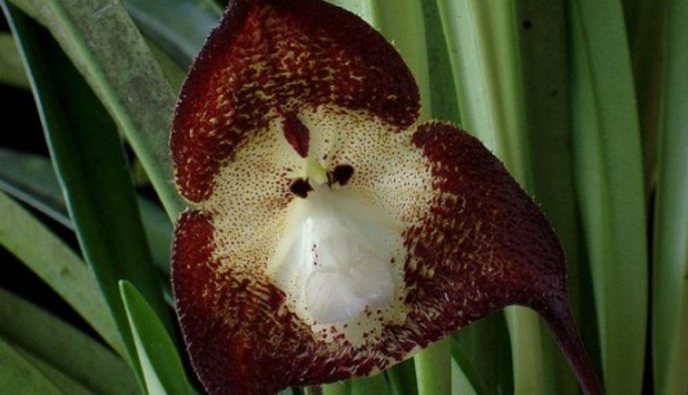 Las orquídeas cara de mono parecen creaciones fantásticas. Las orquídeas cara de mono parecen creaciones fantásticas.