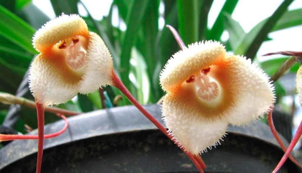 La orquídea cara de mono fue descubierta en 1978 en Ecuador.