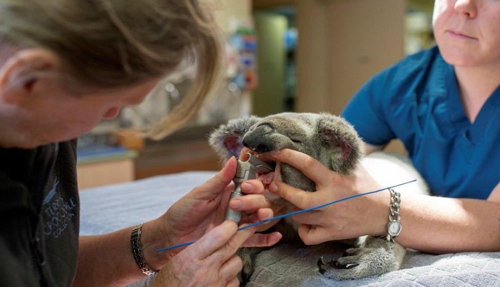 Un koala recibe tratamiento contra la clamidia en el Hospital Veterinario Vineyard, en Vineyard, Sídney, Australia Un koala recibe tratamiento contra la clamidia en el Hospital Veterinario Vineyard, en Vineyard, Sídney, Australia