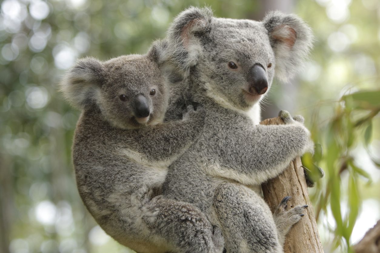 En Australia, en principio, se vacunarán 400 koalas contra la clamidia.