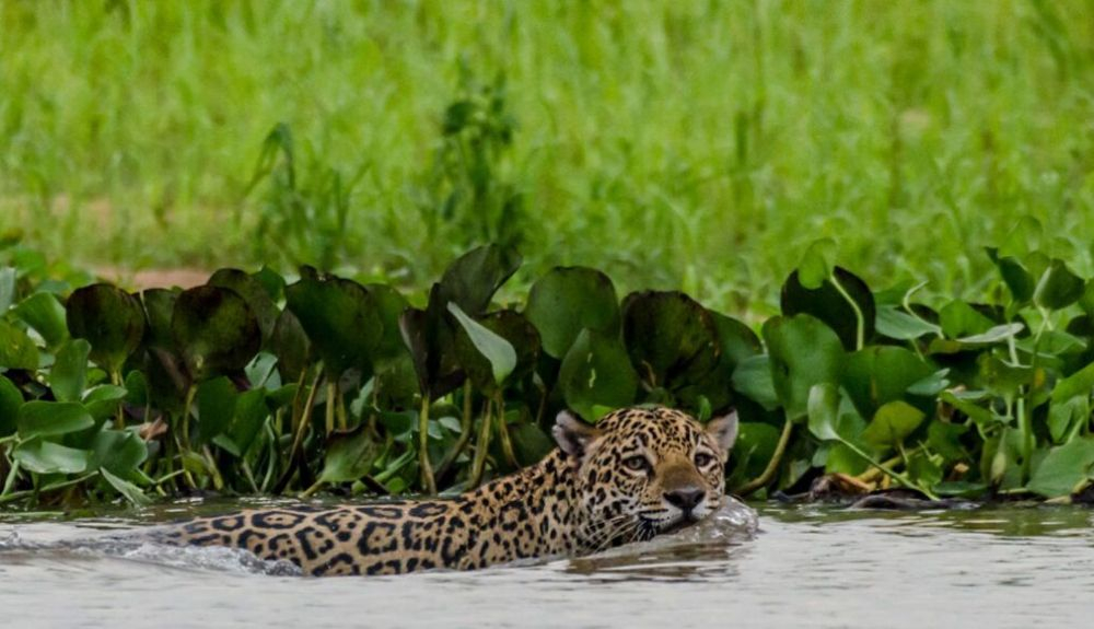 Un jaguar nada en humedales inundados en el estado brasileño de Mato Grosso Un jaguar nada en humedales inundados en el estado brasileño de Mato Grosso