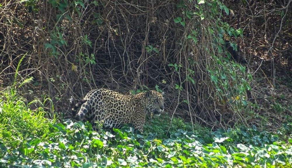 Los jaguares en el norte del Pantanal, en Brasil, parecen evitar la carne de mamíferos terrestres para consumir pescado, con solo el 11 por ciento de su dieta compuesta por carne roja. Los jaguares en el norte del Pantanal, en Brasil, parecen evitar la carne de mamíferos terrestres para consumir pescado, con solo el 11 por ciento de su dieta compuesta por carne roja.
