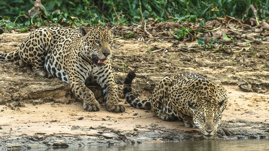 Jaguares beben en el norte del Pantanal, en Brasil.