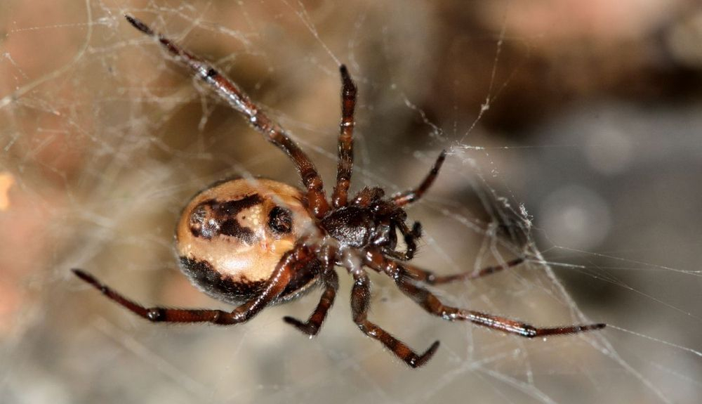 Una araña hembra de la familia Theridiidae. Una araña hembra de la familia Theridiidae.