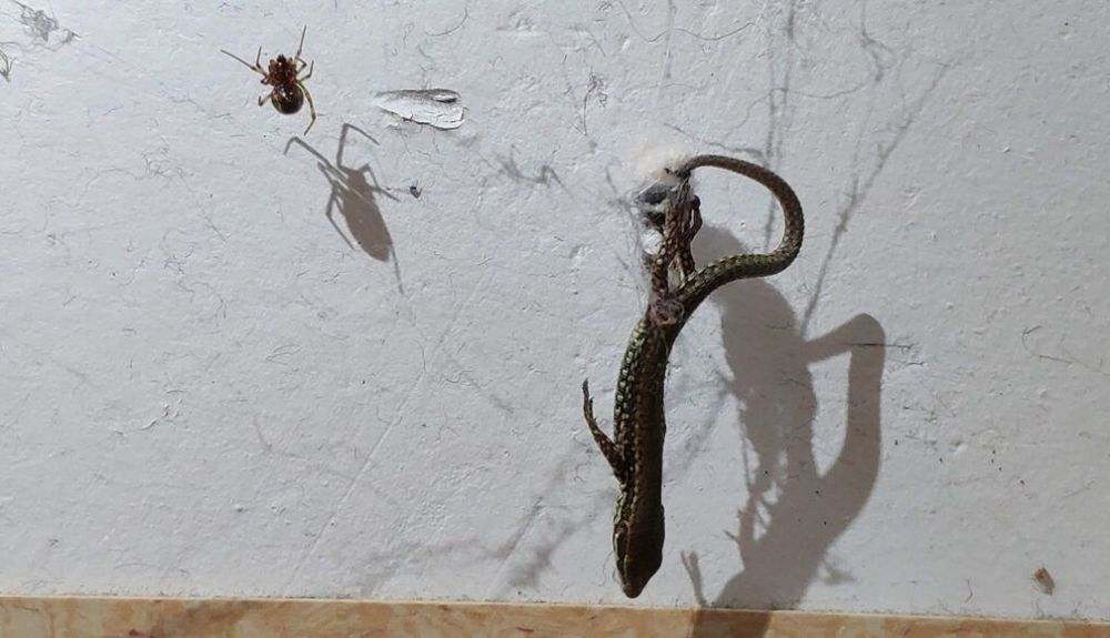 Una pequeña araña Steatoda utilizó su propia versión de un sistema similar a una polea Una pequeña araña Steatoda utilizó su propia versión de un sistema similar a una polea